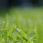 ポリピュアで蘇るのは当然