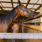 競馬では薬物が禁止されている